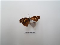 藏品(東方喙蝶)的圖片